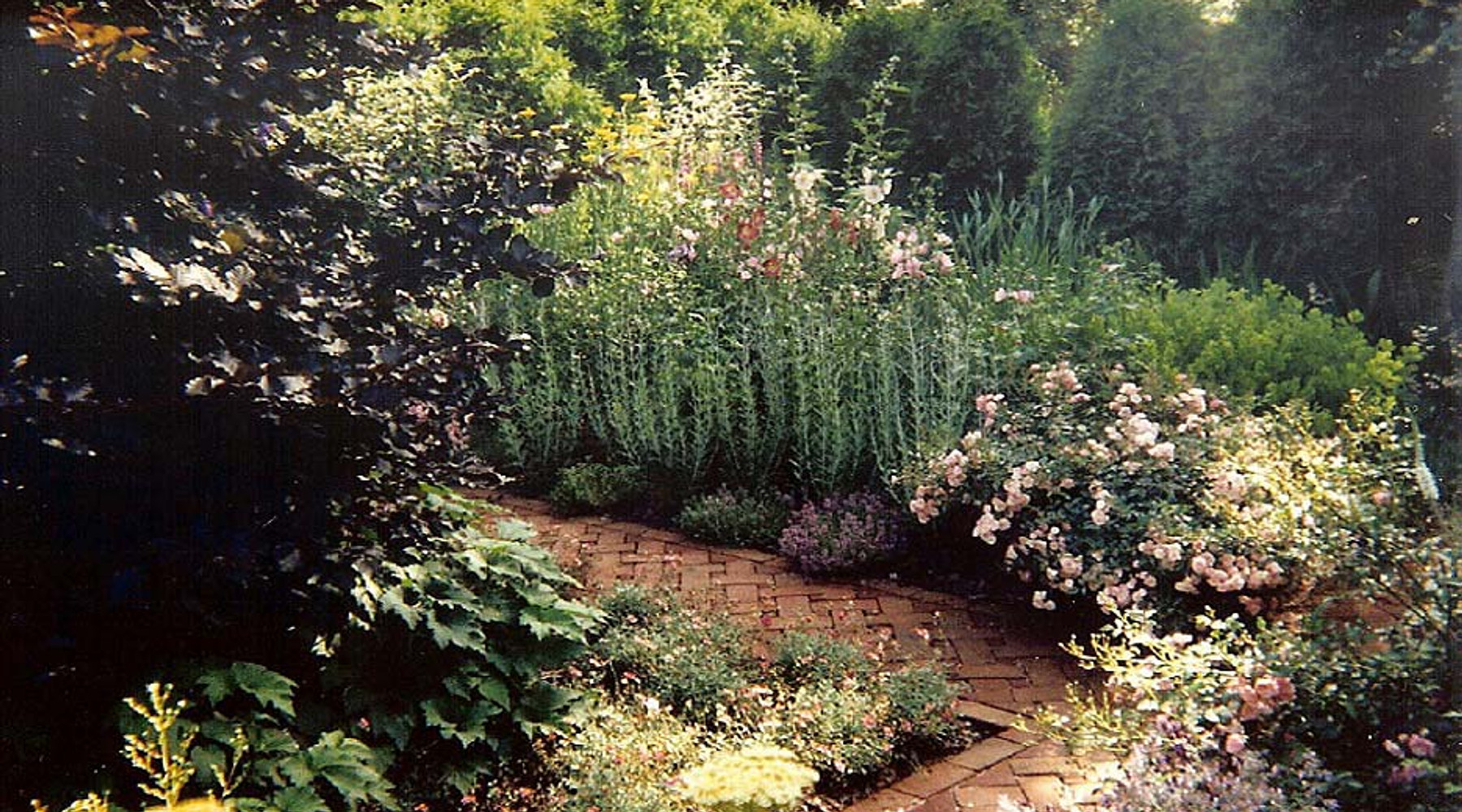 A lush cottage garden with pink roses, purple salvia, and a curving brick path — a Sierra Land Design garden in Southampton, NY.